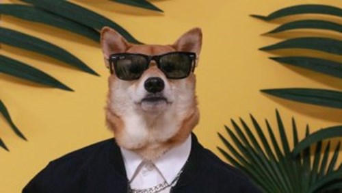Dope Doggo