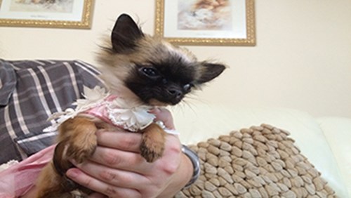 a very small dog